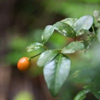 Triphasia trifolia (Burm.f.) P.Wilson